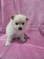 Honey, a female Pomeranian for sale in Canyon Country, CA – Photo 1 of 3