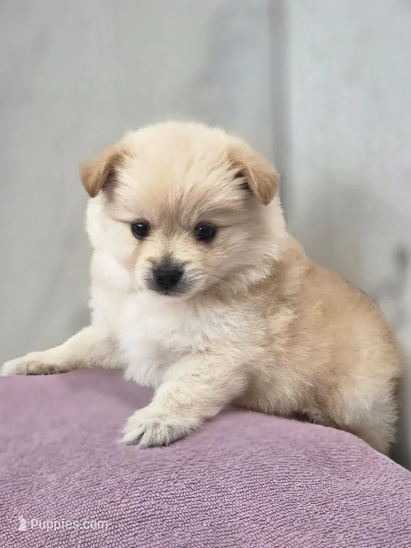 Honey – Pomeranian puppy for sale in Canyon Country, CA