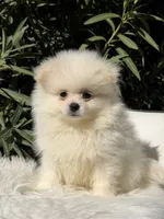 Dembele, a male Pomeranian for sale in Canyon Country, CA – 7 of 7
