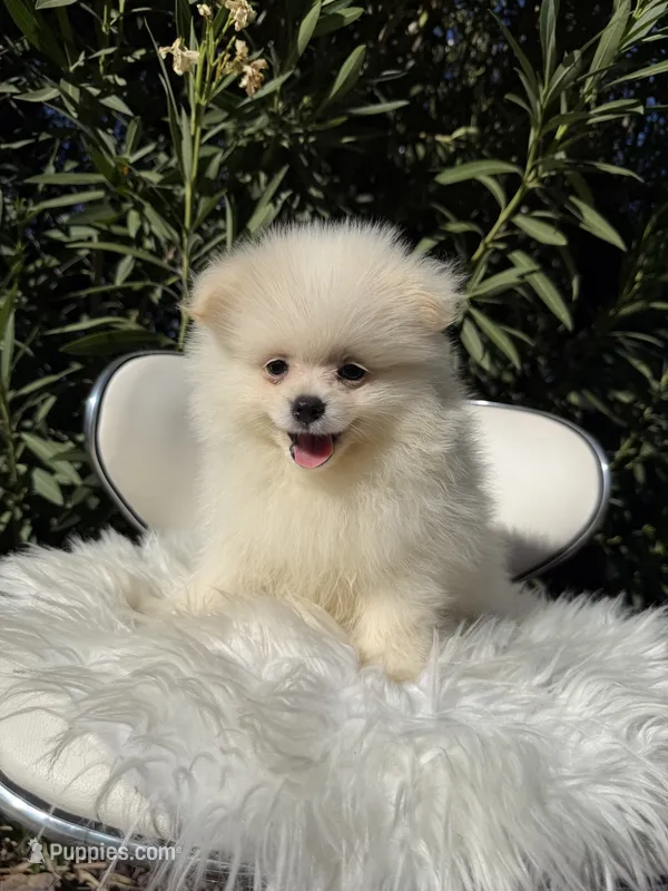 Dembele – Pomeranian puppy for sale in Canyon Country, CA