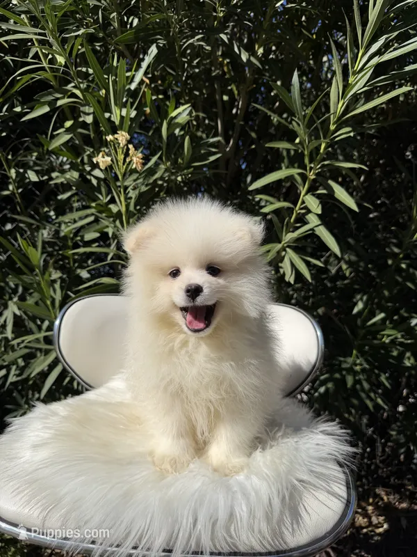 Mbappe  – Pomeranian puppy for sale in Canyon Country, CA