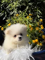 Dembele, a male Pomeranian for sale in Canyon Country, CA – 3 of 7