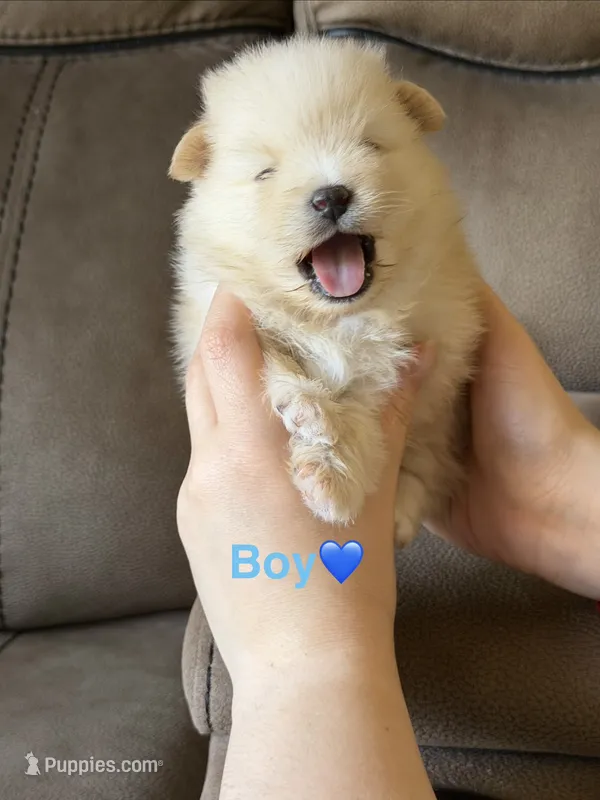 Ronaldo – Pomeranian puppy for sale in Canyon Country, CA
