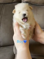Ronaldo, a male Pomeranian for sale in Canyon Country, CA – 1 of 3