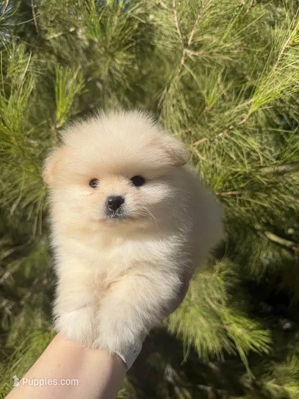 Messi – Pomeranian puppy for sale in Canyon Country, CA