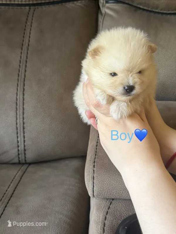 Messi – Pomeranian puppy for sale in Canyon Country, CA