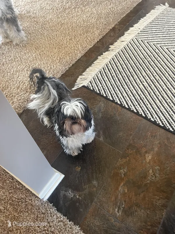 Test three, a male Shih Tzu for sale in Grand Rapids, MI – Photo 1 of 1