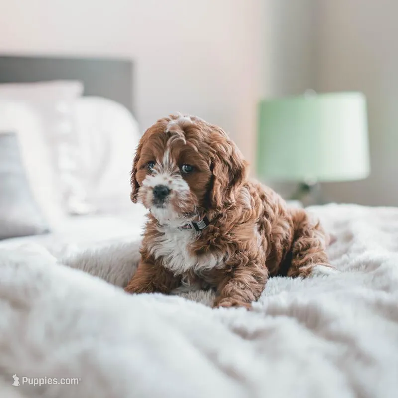 test – Shih Tzu puppy for sale in Grand Rapids, MI