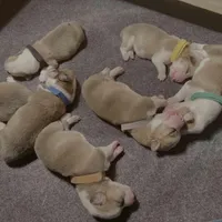 Male 3, a female Pembroke Welsh Corgi for sale in Ontario, CA – Photo 2 of 9