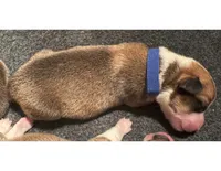 Boy - Blue Collar, a female Pembroke Welsh Corgi for sale in Ontario, CA – Photo 1 of 7