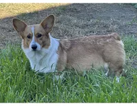 Boy - Blue Collar, a female Pembroke Welsh Corgi for sale in Ontario, CA – Photo 7 of 7