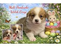 Male 3, a female Pembroke Welsh Corgi for sale in Ontario, CA – Photo 1 of 9