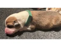 Boy - Green Collar, a female Pembroke Welsh Corgi for sale in Ontario, CA – Photo 1 of 10