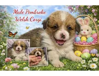 Male 6, a female Pembroke Welsh Corgi for sale in Ontario, CA – Photo 2 of 9