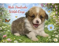 Male 6, a female Pembroke Welsh Corgi for sale in Ontario, CA – Photo 1 of 9