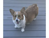 Boy - Green Collar, a female Pembroke Welsh Corgi for sale in Ontario, CA – Photo 4 of 10