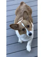 Boy - Green Collar, a female Pembroke Welsh Corgi for sale in Ontario, CA – Photo 3 of 10