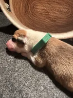 Boy - Green Collar, a female Pembroke Welsh Corgi for sale in Ontario, CA – Photo 9 of 10