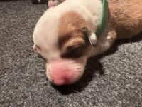 Boy - Green Collar, a female Pembroke Welsh Corgi for sale in Ontario, CA – Photo 10 of 10