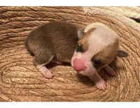 Girl - Black Collar, a male Pembroke Welsh Corgi for sale in Ontario, CA – Photo 6 of 10