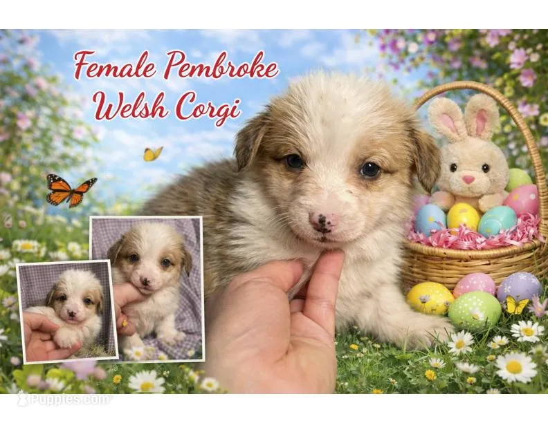 Female 2 – Pembroke Welsh Corgi puppy for sale in Ontario, CA