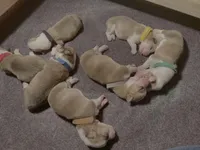 Girl - Black Collar, a male Pembroke Welsh Corgi for sale in Ontario, CA – Photo 1 of 10