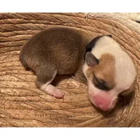 Female 2, a male Pembroke Welsh Corgi for sale in Ontario, CA – Photo 5 of 9