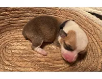 Girl - Black Collar, a male Pembroke Welsh Corgi for sale in Ontario, CA – Photo 4 of 10