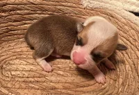 Girl - Black Collar, a male Pembroke Welsh Corgi for sale in Ontario, CA – Photo 9 of 10