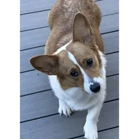 Female 2, a male Pembroke Welsh Corgi for sale in Ontario, CA – Photo 3 of 9