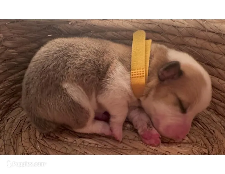 Girl - Yellow Collar