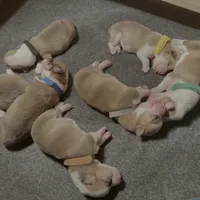 Female 1, a female Pembroke Welsh Corgi for sale in Ontario, CA – Photo 8 of 8