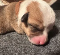 Girl - Brown Collar, a female Pembroke Welsh Corgi for sale in Ontario, CA – Photo 10 of 10