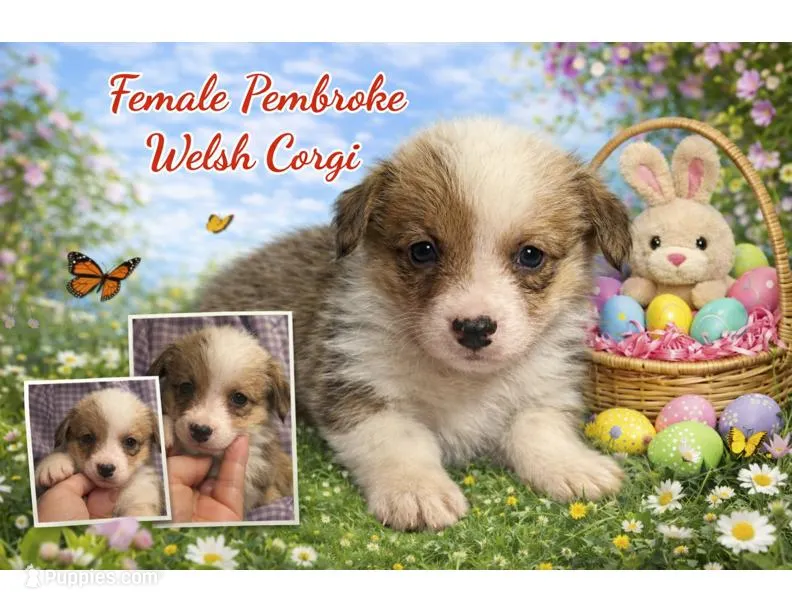 Female 1 – Pembroke Welsh Corgi puppy for sale in Ontario, CA
