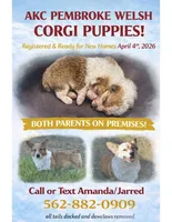 Female 1, a female Pembroke Welsh Corgi for sale in Ontario, CA – Photo 2 of 8