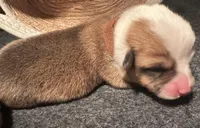 Girl - Brown Collar, a female Pembroke Welsh Corgi for sale in Ontario, CA – Photo 8 of 10