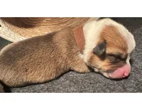 Girl - Brown Collar, a female Pembroke Welsh Corgi for sale in Ontario, CA – Photo 1 of 10