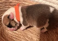 Boy - Orange Collar, a female Pembroke Welsh Corgi for sale in Ontario, CA – Photo 10 of 10