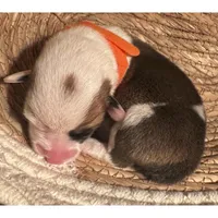 Male 2 - I'm Spot!, a female Pembroke Welsh Corgi for sale in Ontario, CA – Photo 2 of 9