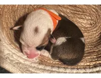 Boy - Orange Collar, a female Pembroke Welsh Corgi for sale in Ontario, CA – Photo 1 of 10