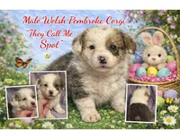 Male 2 - I'm Spot!, a female Pembroke Welsh Corgi for sale in Ontario, CA – Photo 1 of 9