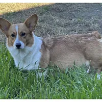 Male 2 - I'm Spot!, a female Pembroke Welsh Corgi for sale in Ontario, CA – Photo 9 of 9