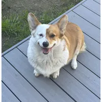 Male 2 - I'm Spot!, a female Pembroke Welsh Corgi for sale in Ontario, CA – Photo 7 of 9