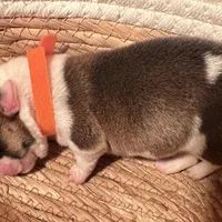 Male 2 - I'm Spot!, a female Pembroke Welsh Corgi for sale in Ontario, CA – Photo 8 of 9