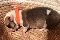 Boy - Orange Collar, a female Pembroke Welsh Corgi for sale in Ontario, CA – Photo 9 of 10