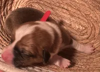 Boy - Red Collar, a female Pembroke Welsh Corgi for sale in Ontario, CA – Photo 7 of 9