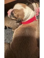 Boy - Red Collar, a female Pembroke Welsh Corgi for sale in Ontario, CA – Photo 1 of 9