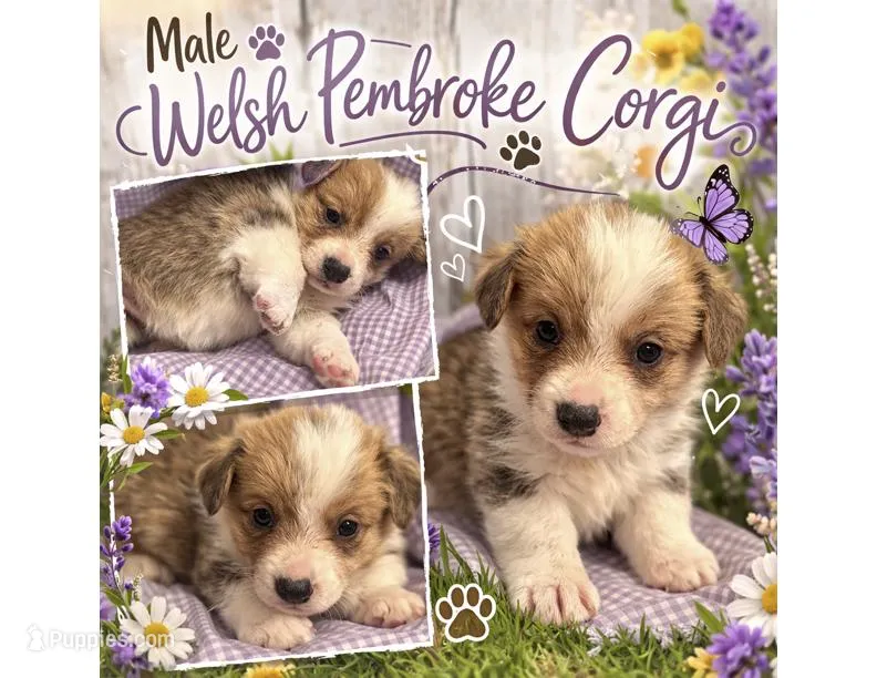 Male 1 – Pembroke Welsh Corgi puppy for sale in Ontario, CA