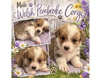 Male 1, a female Pembroke Welsh Corgi for sale in Ontario, CA – Photo 1 of 8