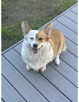 Boy - Gray Collar, a female Pembroke Welsh Corgi for sale in Ontario, CA – Photo 5 of 9